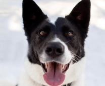 ������ ���� ���