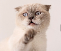 ����� ���� ���