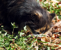 ����� � �����