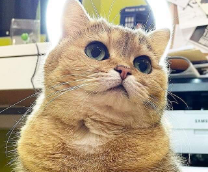 �������� (��)