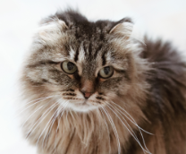 ������! ������ �� ���� ��������