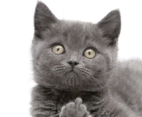 ������������ ��������