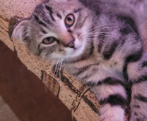 ����� ������