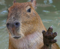 �����������...