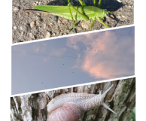 ����� ������������