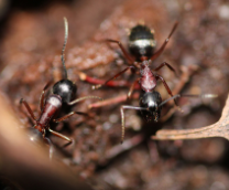 Camponotus herculeanus. ������� ��������