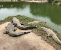 ����������