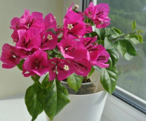 ���������� ����������� � ��� ����