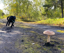 ����� ����������