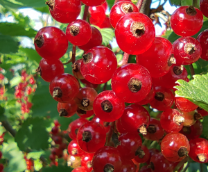 �������� ���������