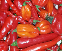 ������ �������