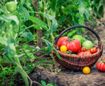 ����, ���, ������