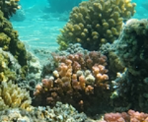 ����� � ���� � �� ������� ���