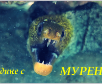 ���������� ��� ������� � ����