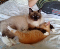 ��� �������