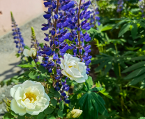 �������� �����