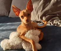 �������� �������