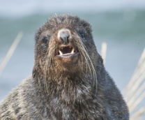 ������������ �������