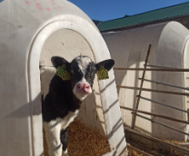 ����� ����������