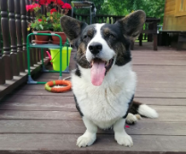 ������� ��������