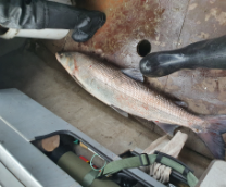 ����� ������� ������ �� �����