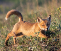 ������, ����, ������, ���� � ������