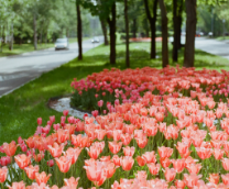 ������ �������