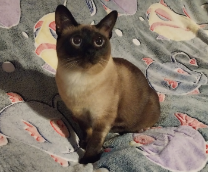 ������� �����