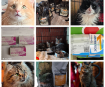 ������ � ����������� ������ � ������ �������