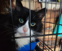 ���� ��� ��� ��������� �������