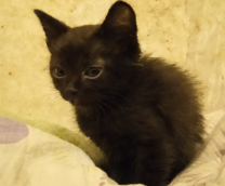 ��� �������� 