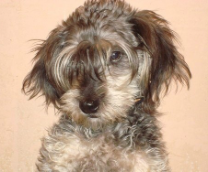 ����� - ���� ������ ����