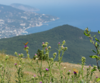 ����� ���� 2018