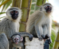 ��������.