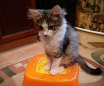 ������� ���