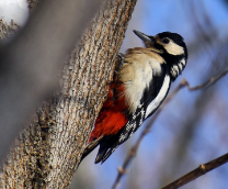 ������-���������