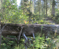 ������ �������