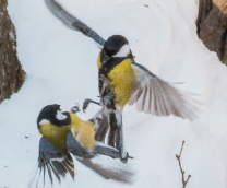 ������ ���������