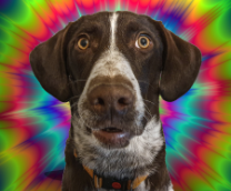 �����Theϸ�