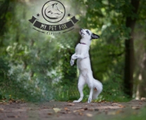 �My Pet Fox Company� �������� ���������� ���������