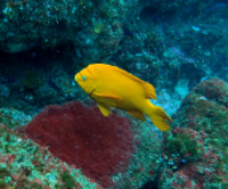 ��������� �����