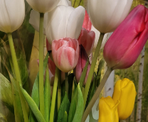 �������� �� ����