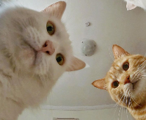 ����� ���������� �������