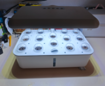 ����������� ����-�����