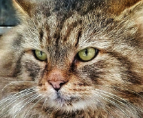 ������ 365