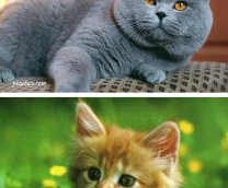 ������� � �������