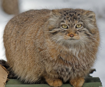 ���� � � �������