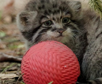 ������-2024