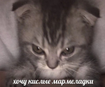 ������ ����������