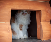 ������ ����